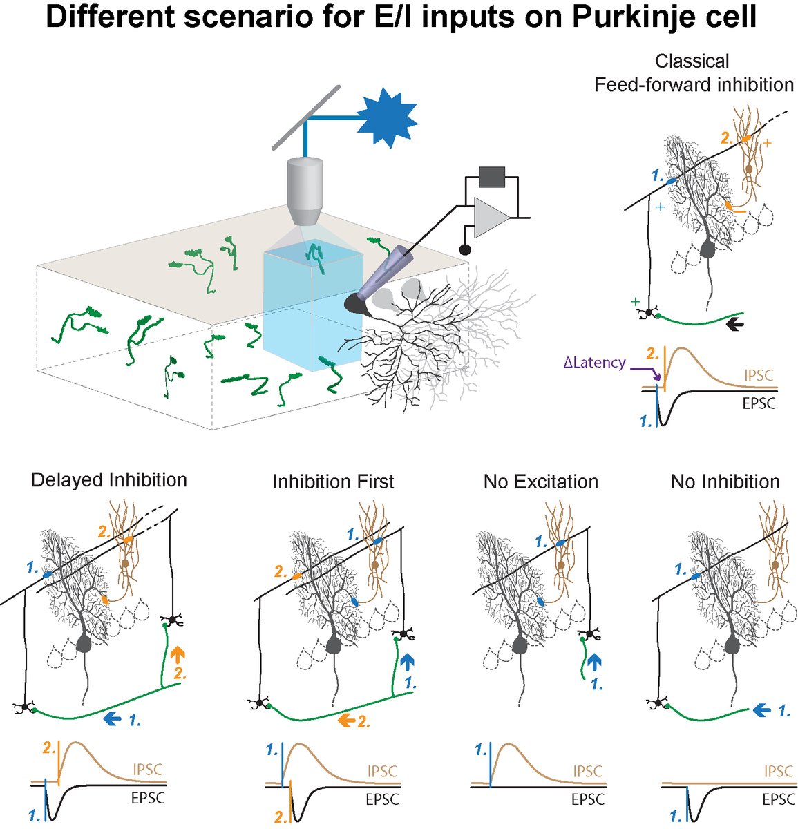 IsopePhilippe's tweet photo. In E/I sequences elicited by mossy fibers in Purkinje cells, E and I latencies are not always correlated. Consequences for Purkinje cell firing? Thanks to exceptional F Binda,@LAphtes and @arvin_neuro :  https://t.co/ksmiBKPK8d https://t.co/MHYkm8ca0x