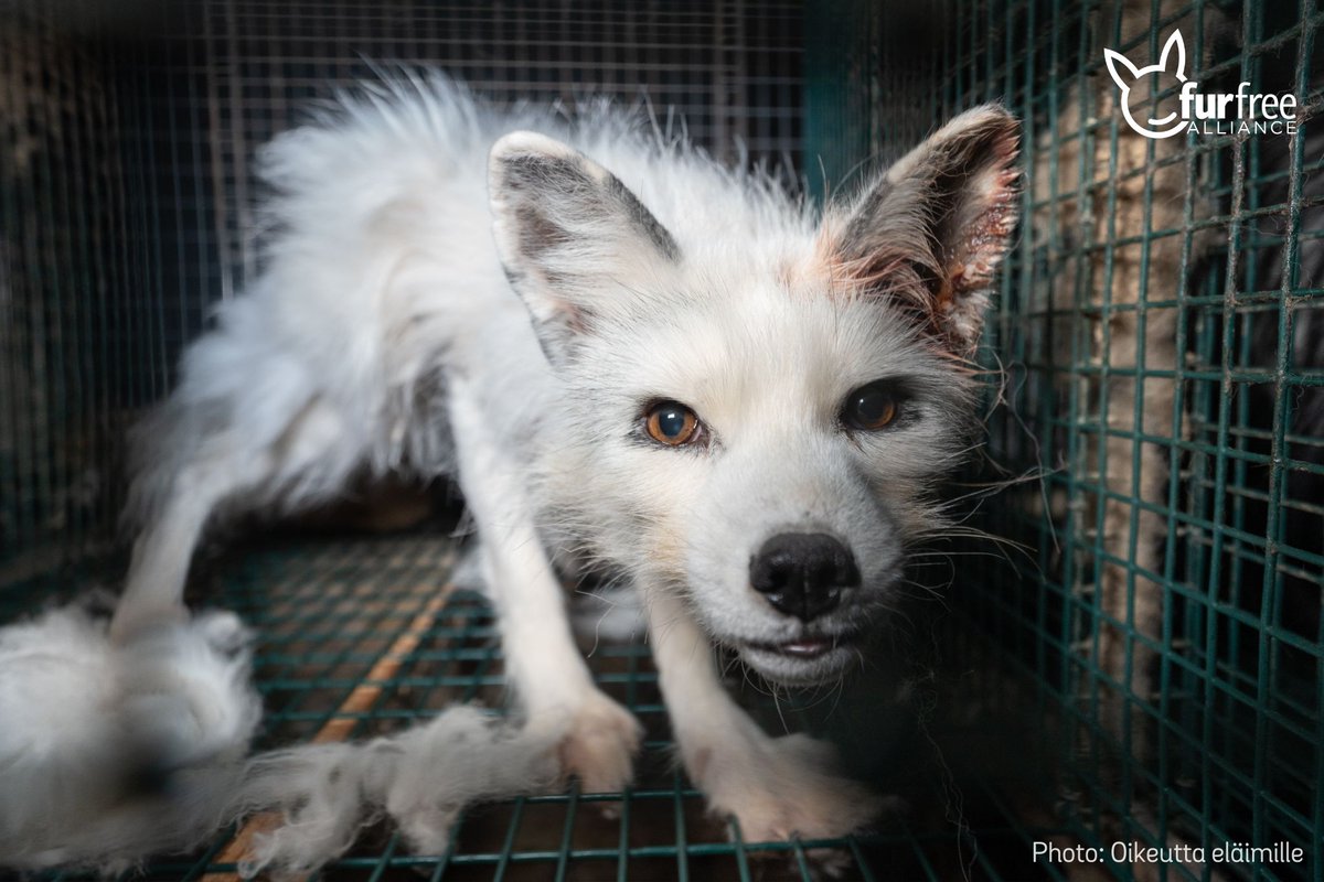 BREAK: Appalling conditions exposed on fox fur farms in Finland. 

The shocking exposé by @oikeuttaelaimil @HSIEurope   
comes as over 1 million citizens demand ban on EU fur trade.

Make it stop &amp; sign for a #FurFreeEurope today: bit.ly/furfree-eu

furfreealliance.com/shocking-film-…