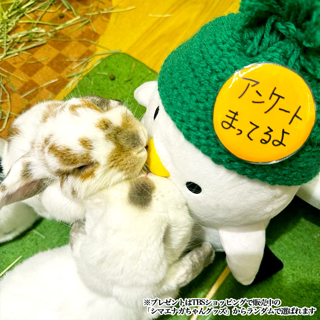 お茶の時間♡シマエナガ&ひよこ TBS『THE TIME, 』 on X: 