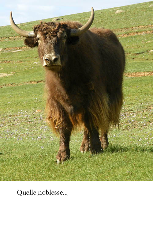 Avec le froid qui s’abat sur nous, c'est l'occasion de vous parler de la laine la plus chaude du monde et de l'animal le plus noble de la création : le Yack. 
missegle.com/page-tout-savo…