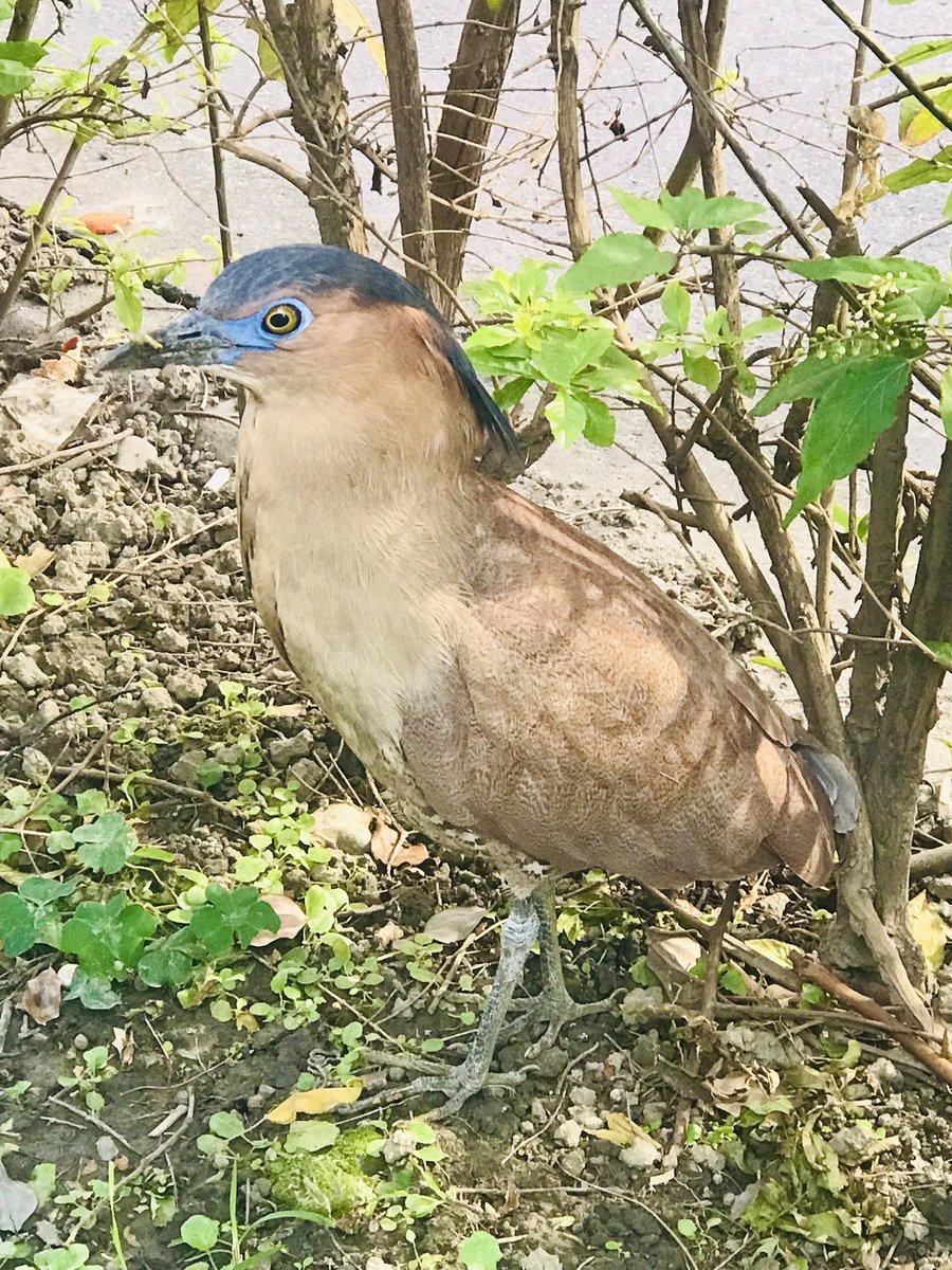 Malayan Night Heron：look at me