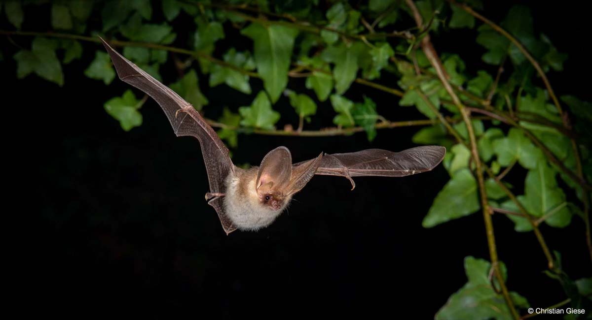 🦇 #BATLAS to the rescue: batlas.info sichert Fledermauszähldaten &amp; wertet sie automatisiert aus. Die Daten helfen, die Entwicklung der #Fledermaus|populationen in Deutschland zu überwachen, um bei negativer Entwicklung flugs handeln zu können: bfn.de/projektsteckbr…