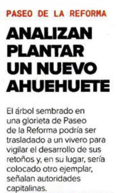 Angeliketm's tweet photo. Pues que el #AhuehueteDelBienestar está más muerto que la candidatura de la regenta https://t.co/yUHZUMmKoq