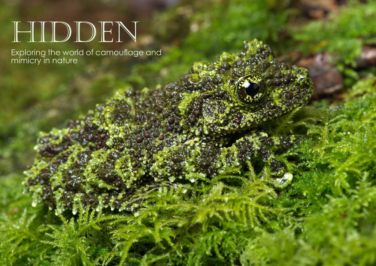 'Hidden' is a photographic exhibition based on how animals hide themselves for very different reasons and the wonderful ways in which they do this! #photography #photographyexhibitions #exhibitions #nature #science  #art #museums #galleries #gardens