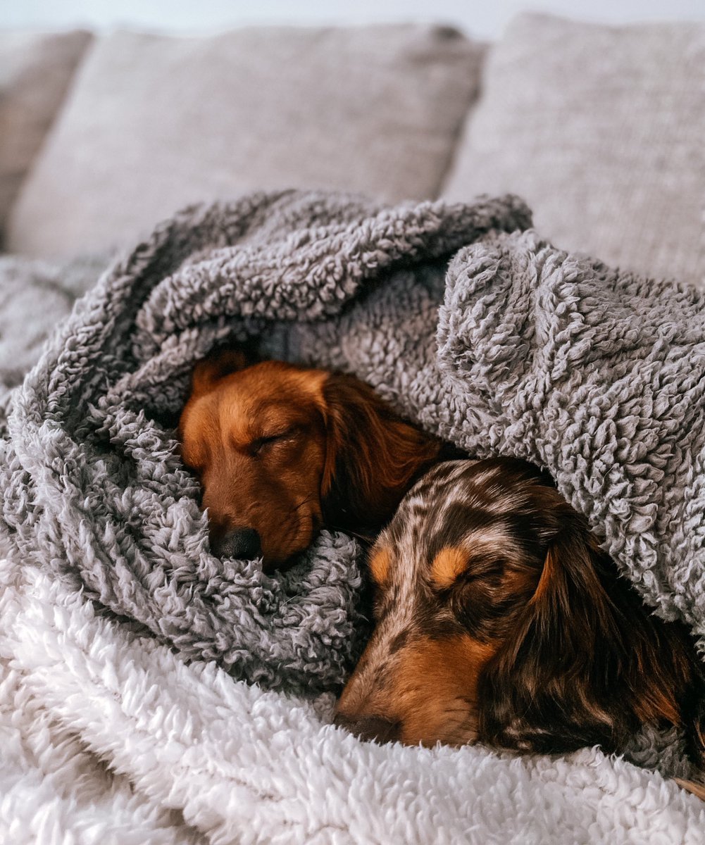 Wake us up when it’s Friday.. 😴 #dogsoftwitter