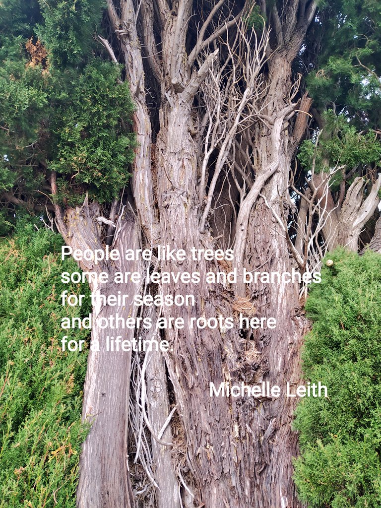 FranicaDevoic's tweet photo. Wishing you a beautiful afternoon!
โค๏ธ๐ณ๐๐ฟ๐
#afternoon #thursday #Dubrovnik #thursdaypic #thursdaywisdom #perfectafternoon #nature #love #tree #beautiful #treephotography #oldtree https://t.co/Kbj4BwSqTF