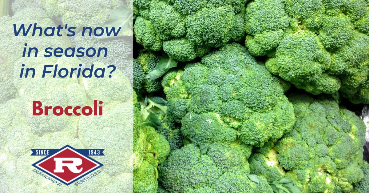 Broccoli is a cruciferous superfood vegetable kin to cauliflower, kale, cabbage and Brussels sprouts. It is high in nutrients like fiber, vitamin C, vitamin K, iron, and potassium. Eat it gently steamed for max health benefits. #broccoli #FreshFromFlorida #BuyLocal #locallygrown
