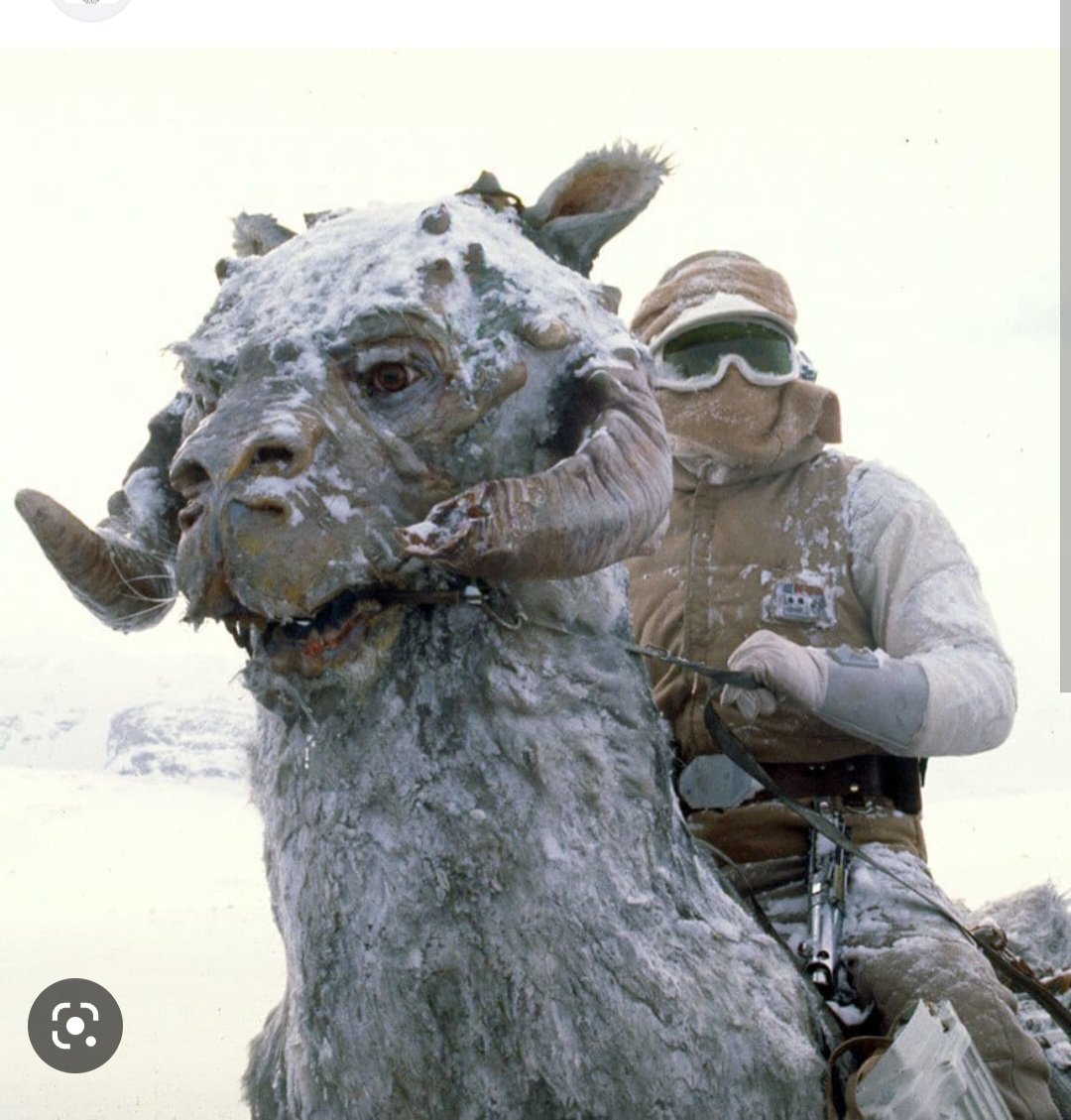 Gator0173's tweet photo. @andy_e_605 , @na_ta_sha_86 , @ryder__rox .... I have been debating on what I might get for our acreage.... sheep, goats, or even possibly alpaca.... but I think with the winter we're having ... maybe I should raise Tauntauns.... whatdaya think? https://t.co/yFbxPYN9rf