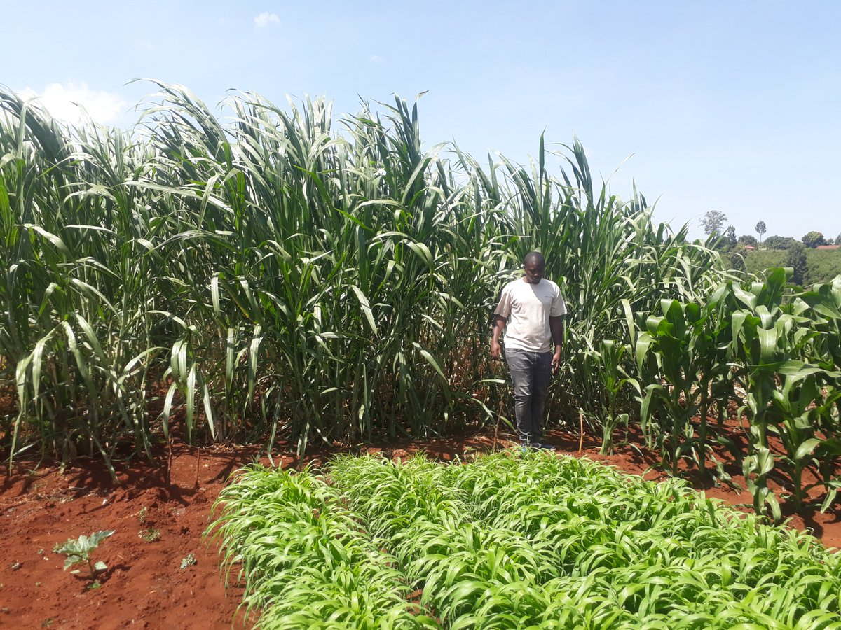 Wayne Tiampati tweet media