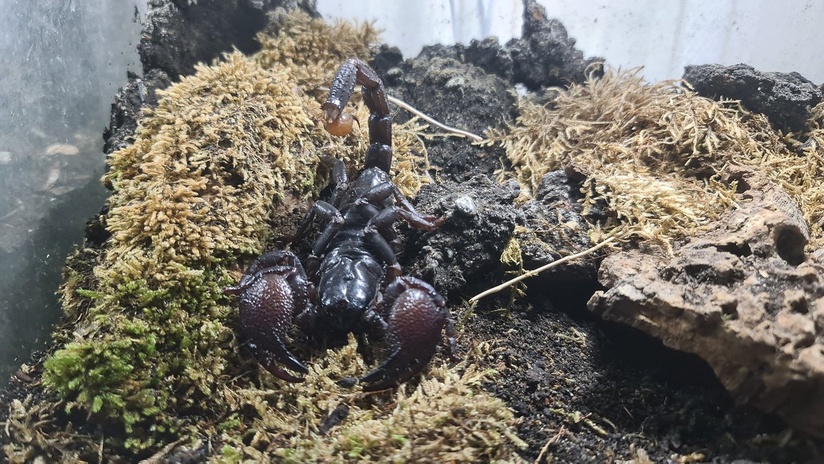 Arachneed_'s tweet photo. #Pandinus imperator https://t.co/b1bKrjWOwi