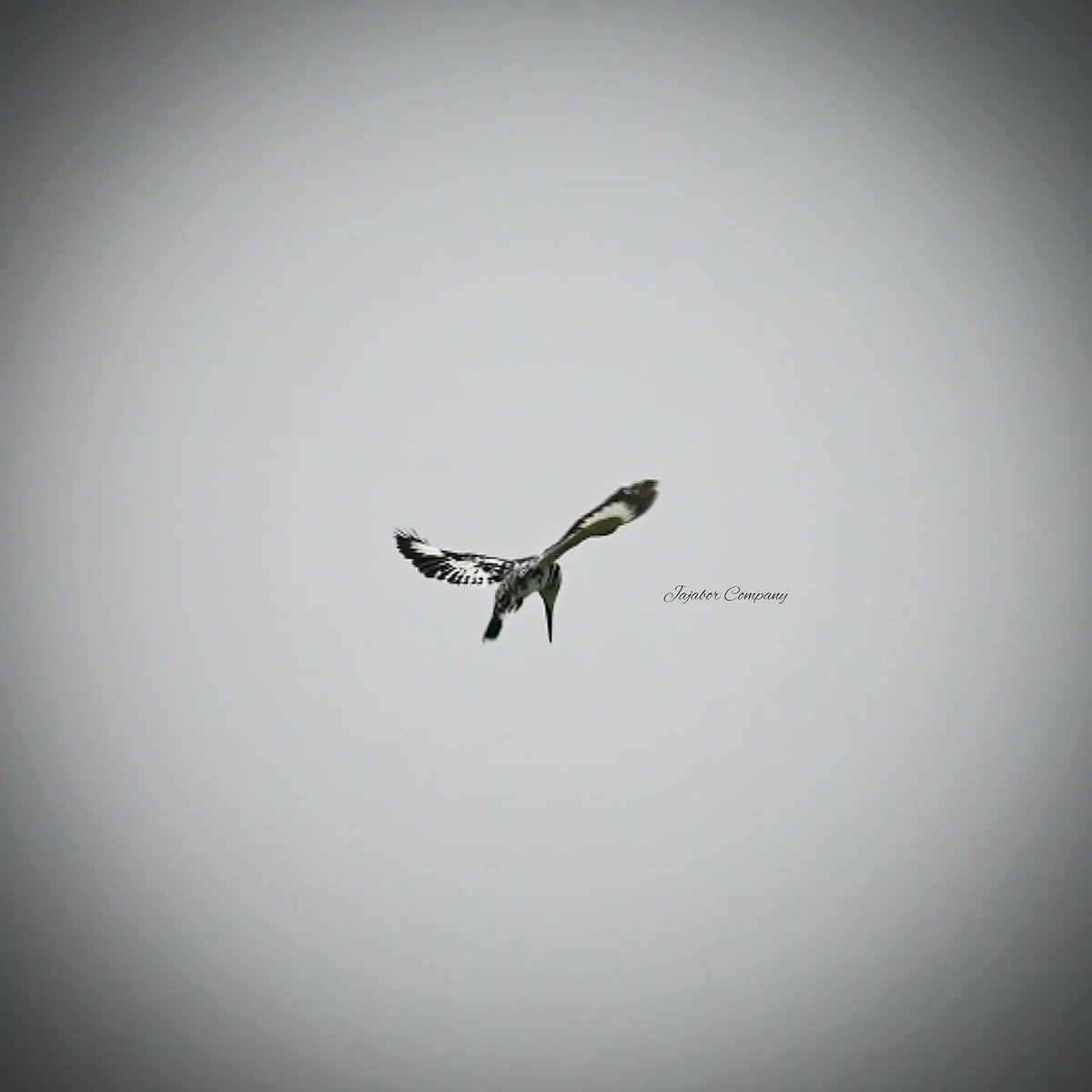 sanchu_chirps's tweet photo. 'Hovering' pied kingfisher (Ceryle rudis). 
At Sundarban Biosphere Reserve. 
January, 2023.
#jajaborcompany #travelphotography #nikonz50 #birdphotography #wildlife 
#followus #facebook #YouTube https://t.co/CVcufJEJcO