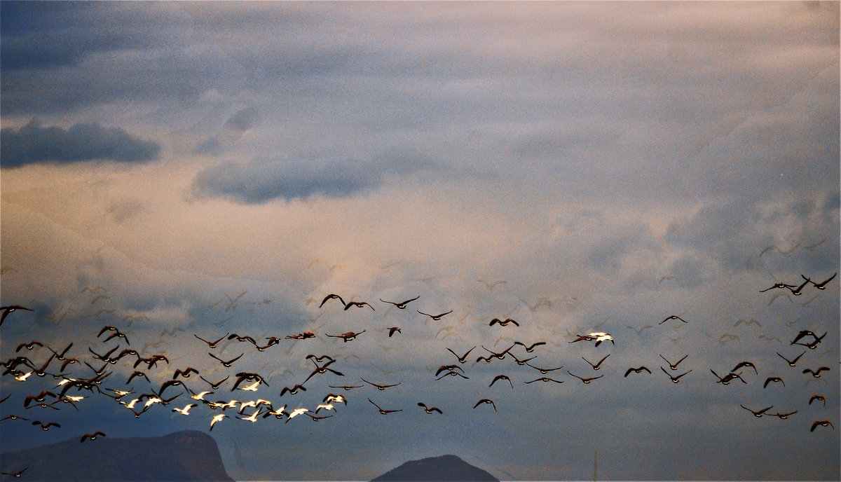 RealityPurple's tweet photo. Geese flying overhead on the Salt River Reservation
#actionphotography #lookingtothesky #photography #purplerealityart https://t.co/uR7CD3d5Ka