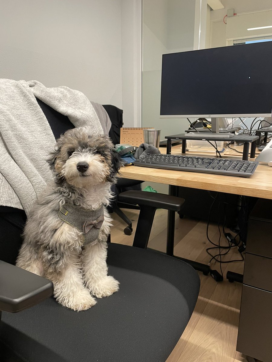 john_potter2's tweet photo. It’s Elton’s first day in the office today! 🐶 He’s fitting right in at @thestorymob and even making new friends with other offices at @WeWork! To mark this special occasion I am wearing my @LDNSockExchange dog socks! 🧦 https://t.co/I9KFlEzQU7
