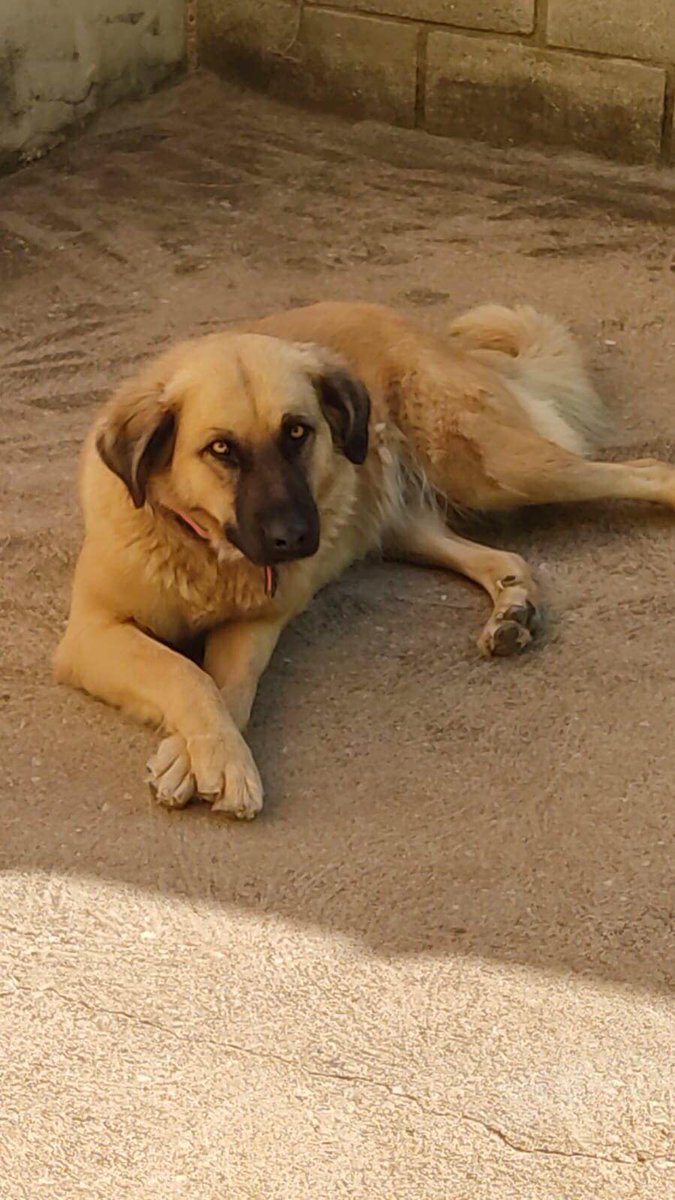 caogonhal's tweet image. Pouso Alegre/MG

A linda Tequila segue para adoção responsável. Infelizmente ela está brigando com os cães da casa e acabou machucando um deles. Precisa de um lar onde seja filha única, preferencialmente.

Castração por conta da doadora.

Contato com Adriele: (35)99132-7426