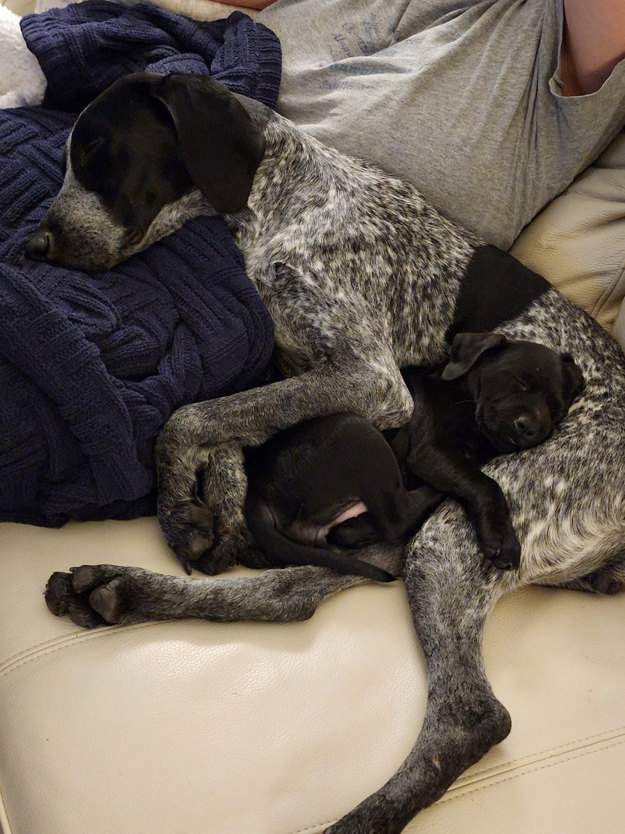 Southeast GSP Rescue tweet media