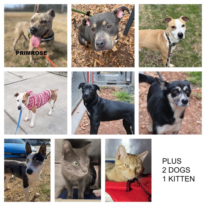 25+ Huntersville Animal Shelter