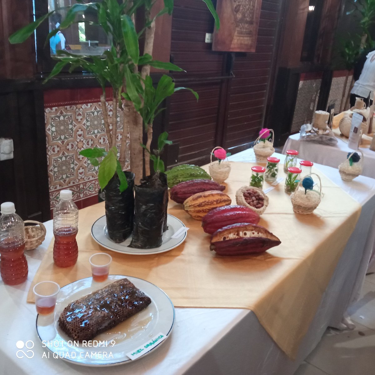 EmmaLM63's tweet photo. Inicia #HotelNacional el Taller Cuba Café, experiencias y buenas prácticas a través del proyecto de cooperación que se desarrolla con financiamiento de #Italia. Un aporte a la seguridad alimentaria con revitalización de la producción de #MasCafe @MINCEX_CUBA @aics_lavana @aics_it https://t.co/Zlb1tOPVeG