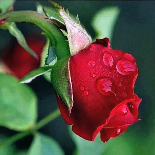 jale1881's tweet photo. .
…
İnsanlara , #değer verirken,
Öğrenemedik #dengeyi…
Azına #içimiz el vermiyor,
Çoğunu, karşımızdaki kaldıramıyor
Öyle İŞTE!…🥀😔💔🥀
#Huzurlu vakitler 🙏🙋♀️🦋📚🍀🥀
MUTLU AKŞAMLARRRRR 🌻☕️🌻 https://t.co/7XvoinBKqa
