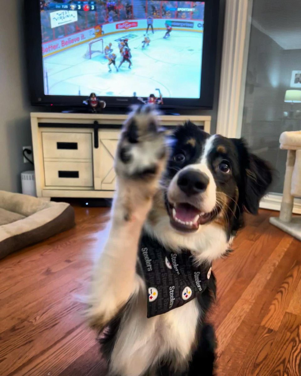 Put your paw up if you love the Penguins