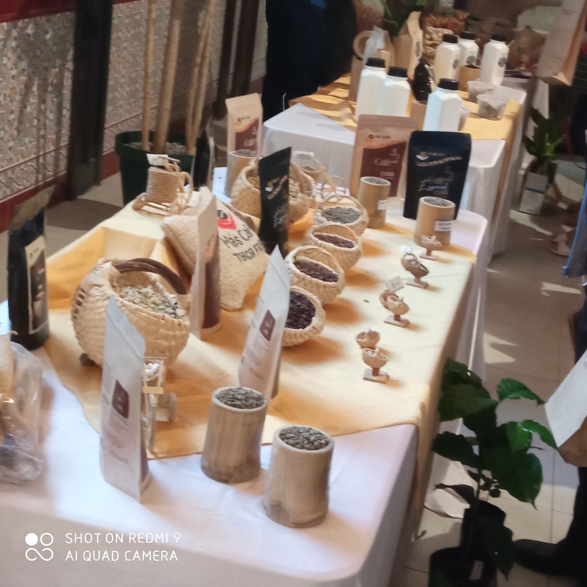EmmaLM63's tweet photo. Inicia #HotelNacional el Taller Cuba Café, experiencias y buenas prácticas a través del proyecto de cooperación que se desarrolla con financiamiento de #Italia. Un aporte a la seguridad alimentaria con revitalización de la producción de #MasCafe @MINCEX_CUBA @aics_lavana @aics_it https://t.co/Zlb1tOPVeG