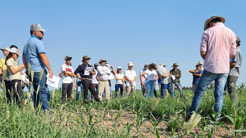 crea_arg's tweet photo. Primera recorrida del año @malezascrea ➕ @crea_cor y sí, somos un montón 💪🏻

Manejo de chloris en #maiz 👾🌽
📍 Pilar #cordoba

#proyectomalezas #SomosCREA https://t.co/qfhh6a2ZQP