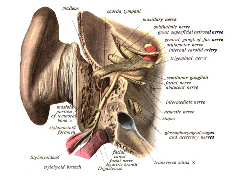 PeculiarFact's tweet photo. Hearing can also affect your taste. The taste nerve, chorda tympani also runs along your facial nerve and through your middle ear. If it becomes damaged, it could damage your sense of taste! Also, earwax is a good thing, it has antibacterial properties!

https://t.co/FMk9F6ACZT https://t.co/3yEyF62J8f
