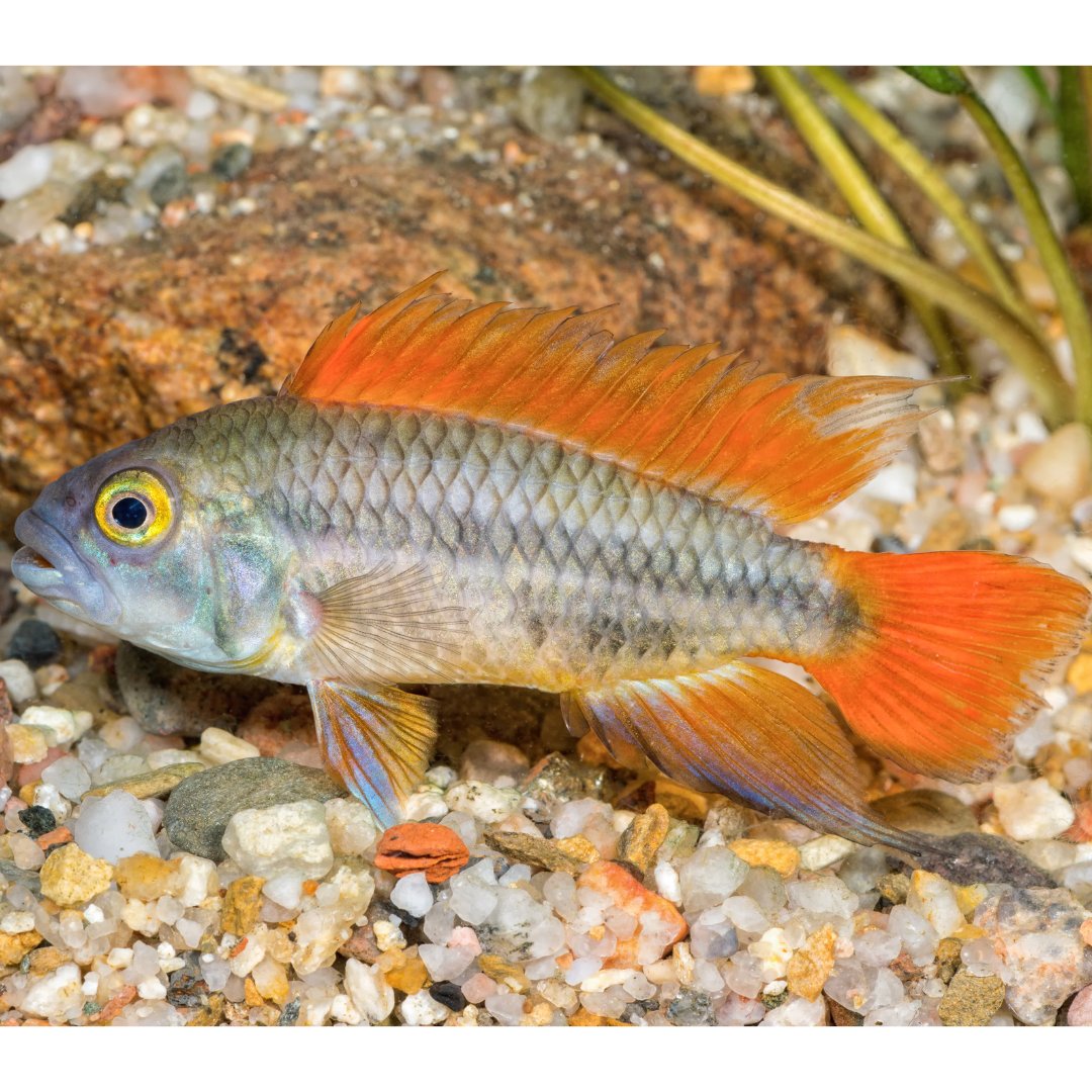 PFKmagazine's tweet image. For the 'Apisto' Gramma

#pfk #fishkeeping #practicalfishkeeping #cichlids