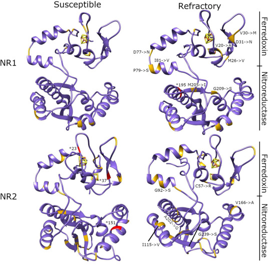 protistologists's tweet photo. Genetic diversity in the #metronidazole metabolism genes nitroreductases and pyruvate ferredoxin oxidoreductases in susceptible and refractory clinical samples of #Giardia lamblia: Christina Saghaug et al. https://t.co/GbURQGau3s #protists https://t.co/JB4XA2TNxx