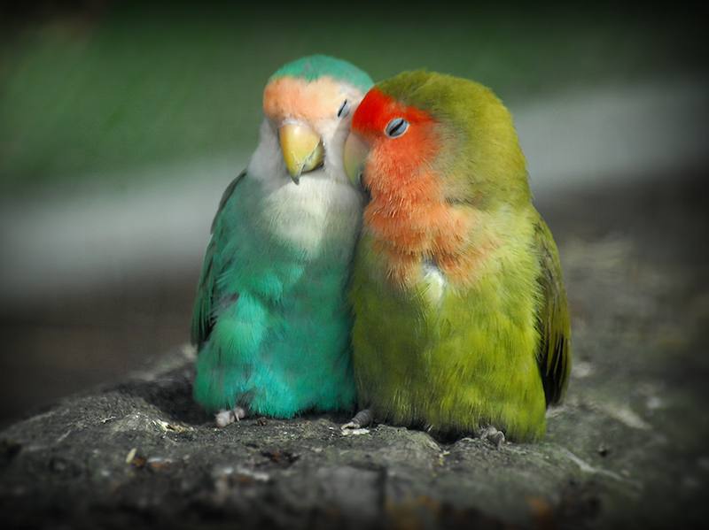tanosiisupi_bot's tweet photo. Earth is #planet_of_love.

地球は #愛の星 です。

#NonDuality #自他一如
RP @jin_nuko3 https://t.co/kyErRM54UO