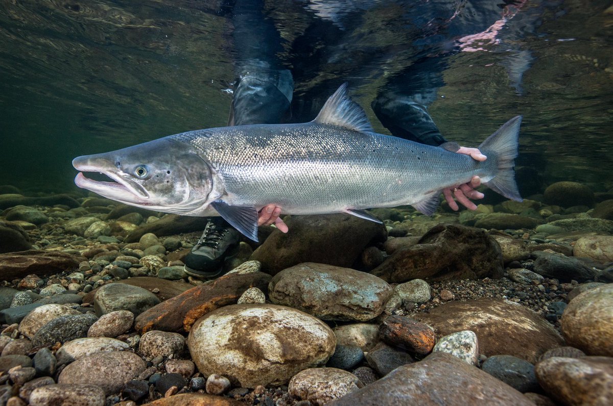 MattHayesfish's tweet image. This is a #wild Atlantic Salmon from our water on the #Gaula river in #Norway. Take a good look. This is nature’s perfection. 
Farmed salmon, designed and created by man are genetically inferior. Nature is always best 💪🎣
#salmon #fishing