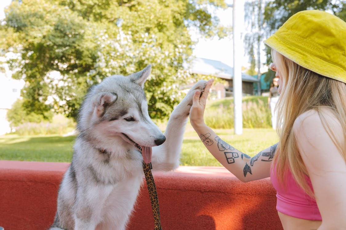 LakesVeterinary's tweet photo. Don't forget to post a video or photo of your dog's most impressive trick this month! Happy National Train Your Dog Month! https://t.co/e6bY6nEw5d