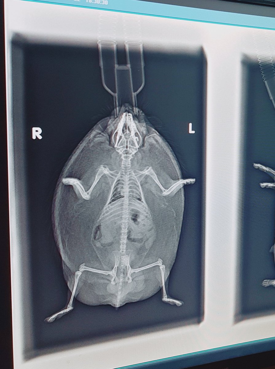 그럴수밖에 없는게 
진짜 얘들은 반죽이기때문에...ㅎㅎㅎ