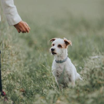 Bringing home a new puppy? One celebrity vet has revealed the biggest dog ownership mistake that could lead to behavioural issues. keepingyouinformed.info/trendspottr/ho…
