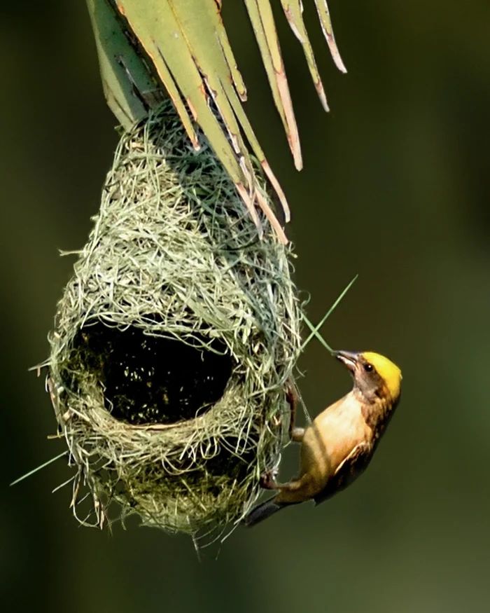 𝑻𝒉𝒆 𝒘𝒐𝒓𝒅 '𝑺𝒕𝒓𝒖𝒄𝒕𝒖𝒓𝒆' 𝒊𝒔 𝒃𝒆𝒔𝒕 𝒎𝒂𝒕𝒄𝒉𝒆𝒅 𝒘𝒊𝒕𝒉 𝒕𝒉𝒆 𝒘𝒐𝒓𝒅 '𝑨𝒓𝒄𝒉𝒊𝒕𝒆𝒄𝒕𝒖𝒓𝒆'. 𝑾𝒆 𝒃𝒖𝒊𝒍𝒅 𝒐𝒖𝒓 𝒉𝒐𝒖𝒔𝒆, 𝒃𝒖𝒕 𝒕𝒉𝒆𝒚 𝒌𝒏𝒊𝒕 𝒕𝒉𝒆𝒊𝒓 𝒏𝒆𝒔𝒕.

#birdphotography #birdslovers #nest