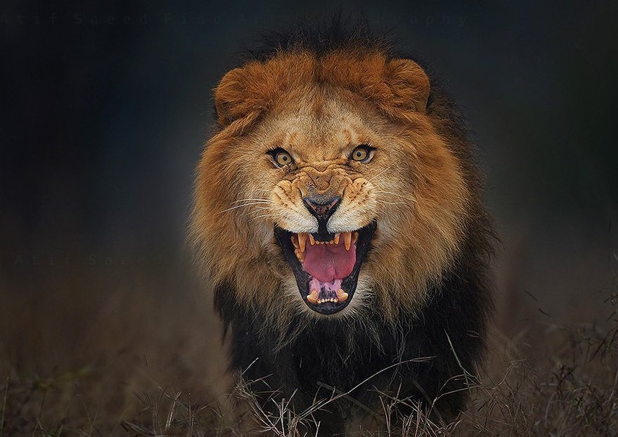 <a href="/elonmusk/">Elon Musk</a> The truth is like a lion. 

You don't have to defend it. 

Let it loose. 

It will defend itself.

-Saint Augustine