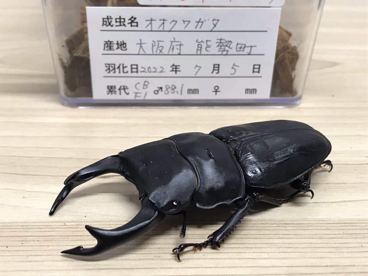 オオクワガタ能勢産の販売です。オス80ミリ、メス53ミリのペアです。