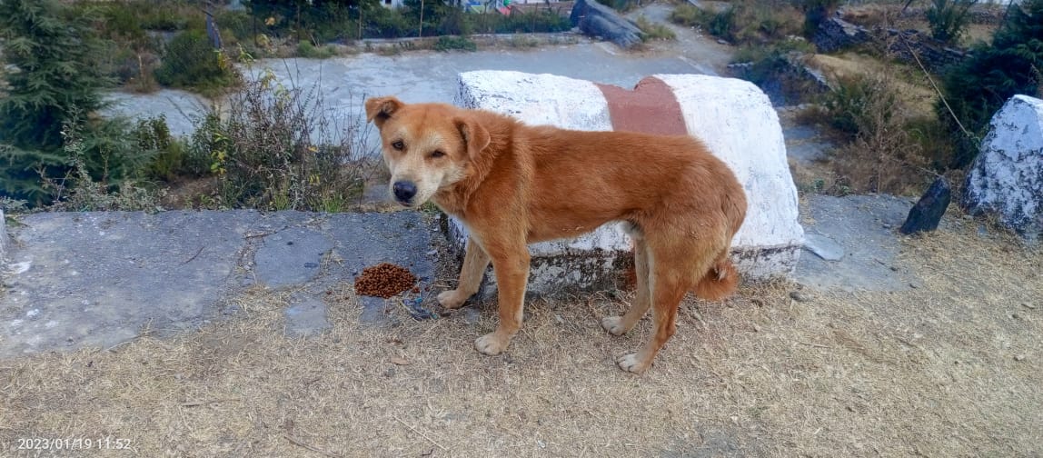 TheDogMother_'s tweet image. Today&apos;s feeding started from Sunil in #Joshimath till downhill town. The team @SmartSanctuary spoke with families &amp;amp; shop owners and shared our details in case help is needed. 
We are going to fall short of dog food already 🙈
But few friends are bringing more over 😇
#DoYourBit
