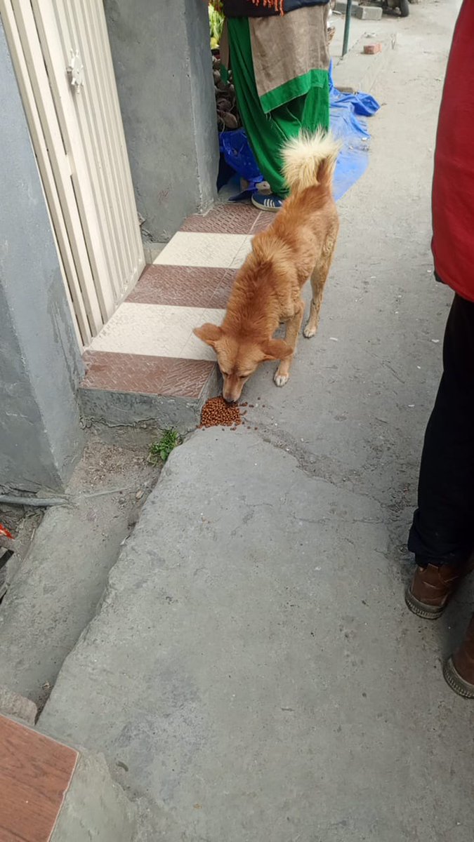 TheDogMother_'s tweet image. Today&apos;s feeding started from Sunil in #Joshimath till downhill town. The team @SmartSanctuary spoke with families &amp;amp; shop owners and shared our details in case help is needed. 
We are going to fall short of dog food already 🙈
But few friends are bringing more over 😇
#DoYourBit