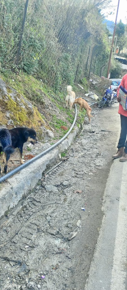 TheDogMother_'s tweet image. Today&apos;s feeding started from Sunil in #Joshimath till downhill town. The team @SmartSanctuary spoke with families &amp;amp; shop owners and shared our details in case help is needed. 
We are going to fall short of dog food already 🙈
But few friends are bringing more over 😇
#DoYourBit