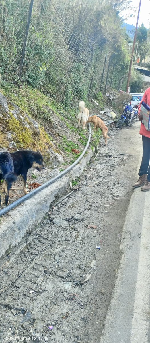 Today's feeding started from Sunil in #Joshimath till downhill town. The team @SmartSanctuary spoke with families & shop owners and shared our details in case help is needed. 
We are going to fall short of dog food already 🙈
But few friends are bringing more over 😇
#DoYourBit