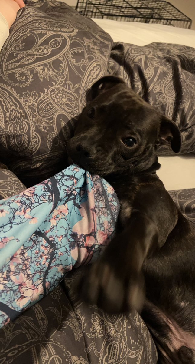 fourshitsune's tweet photo. Anyone here got a staffy? Here’s some pictures of my staffy, Atlas🤗 https://t.co/5RTzgM2Bk0