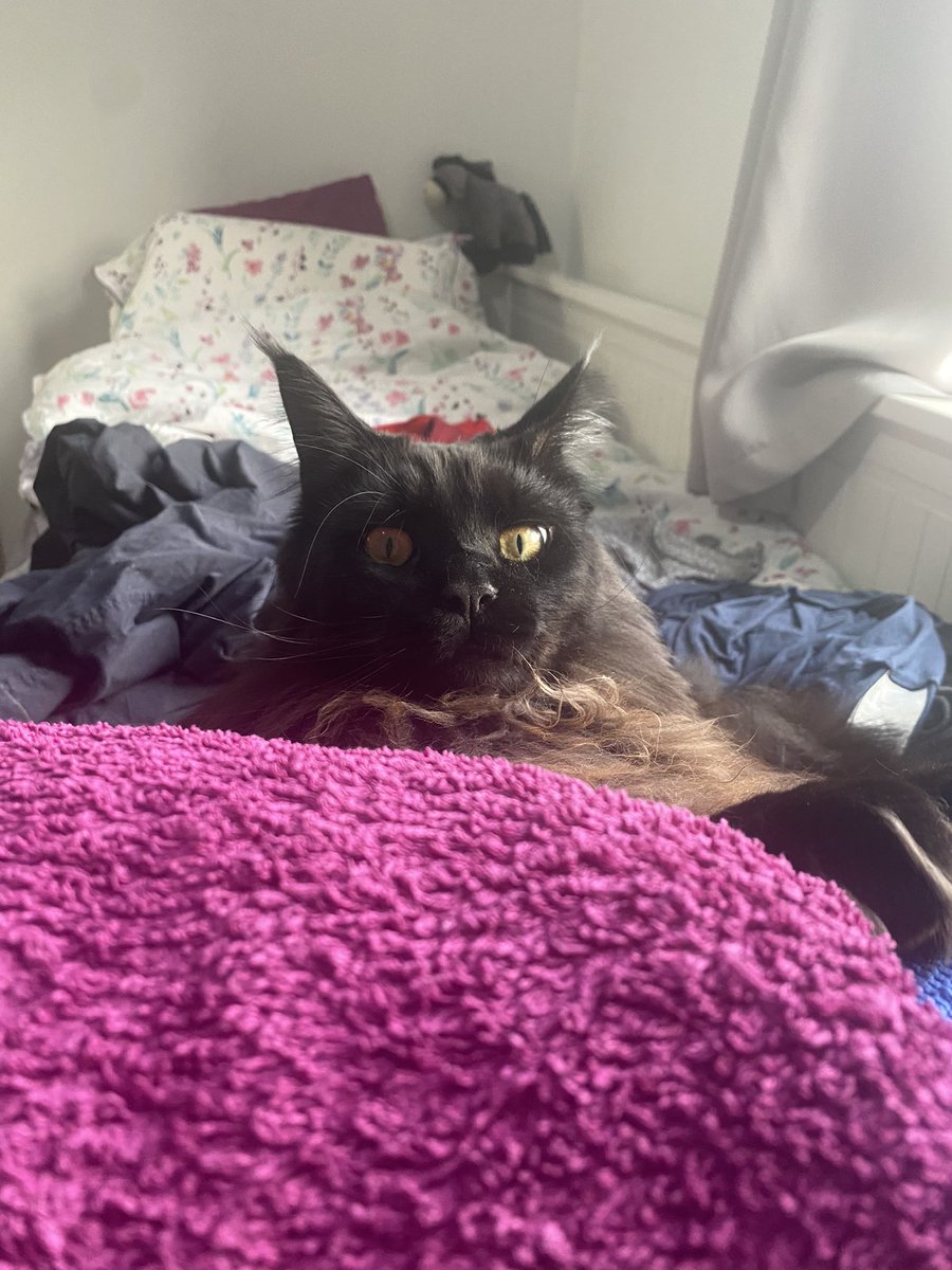 Katbus Dumbledorder tweet media