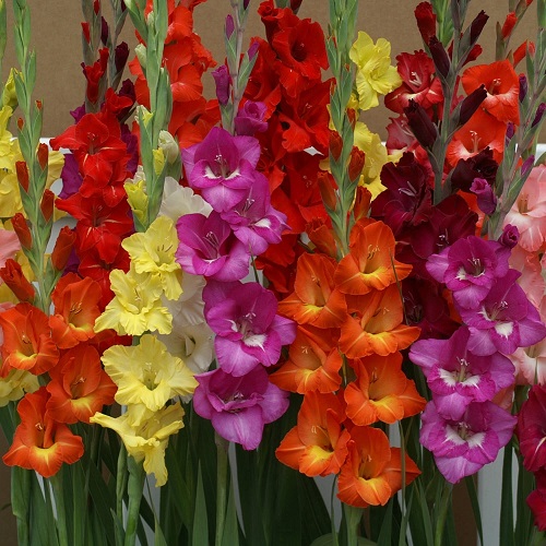 BeejwalaIndia's tweet photo. Buy Gladiolus Mix Color Flower Bulbs Pack
https://t.co/7ps4fVs6DT
🎁 SPECIAL OFFER: Up to 90% off  
👉 Check Now: https://t.co/qkdEnDEzlA
📦 Dispatch in 1 - 2 Days
#beejwala #Gladiolus #Flower_Bulb #garden #gardening https://t.co/hukopTqx9I