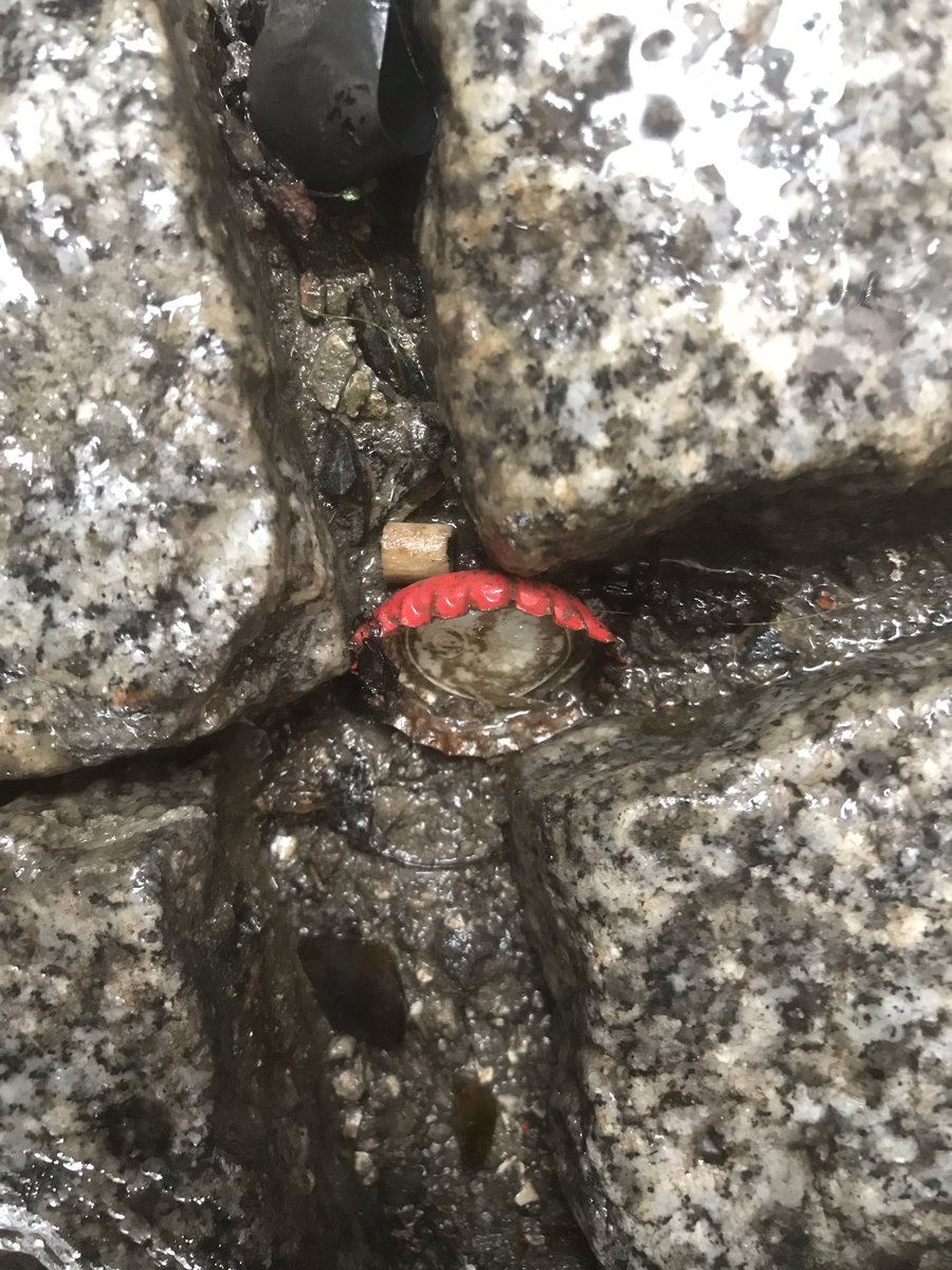 theCAP_project's tweet image. -8jan23 12:21-12:22 Misericórdia-Lisbon
 ∙1st pic #3Cap 
 ∙2nd pic #5Cap
 ∙3d pic #6Cap
 ∙4th pic #8Cap 

#january2023 

#cap_mapping #cap_identity #Lisbon #Portugal #the_cap_project #bottlecap 
#bottlelid #beer #soda #beverage #superbock #january #todayscaploot #loot #cap