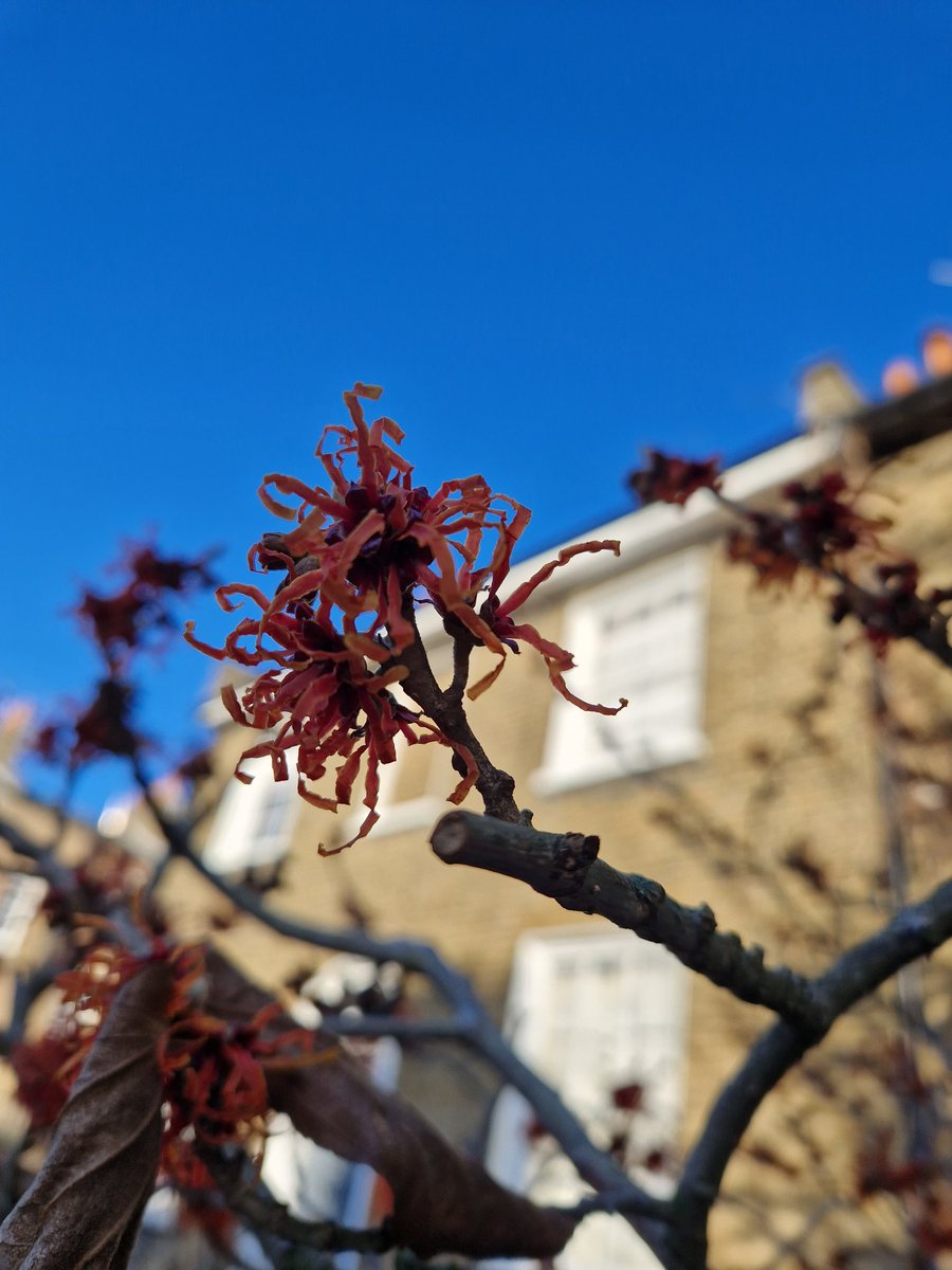 gerrievannoord's tweet photo. #dailyallowance on a glorious, though #nippy morning, with some trees in tentative #blossom, an exuberant #witchhazel and some #firy peeling #bark https://t.co/HRaUgcXuol