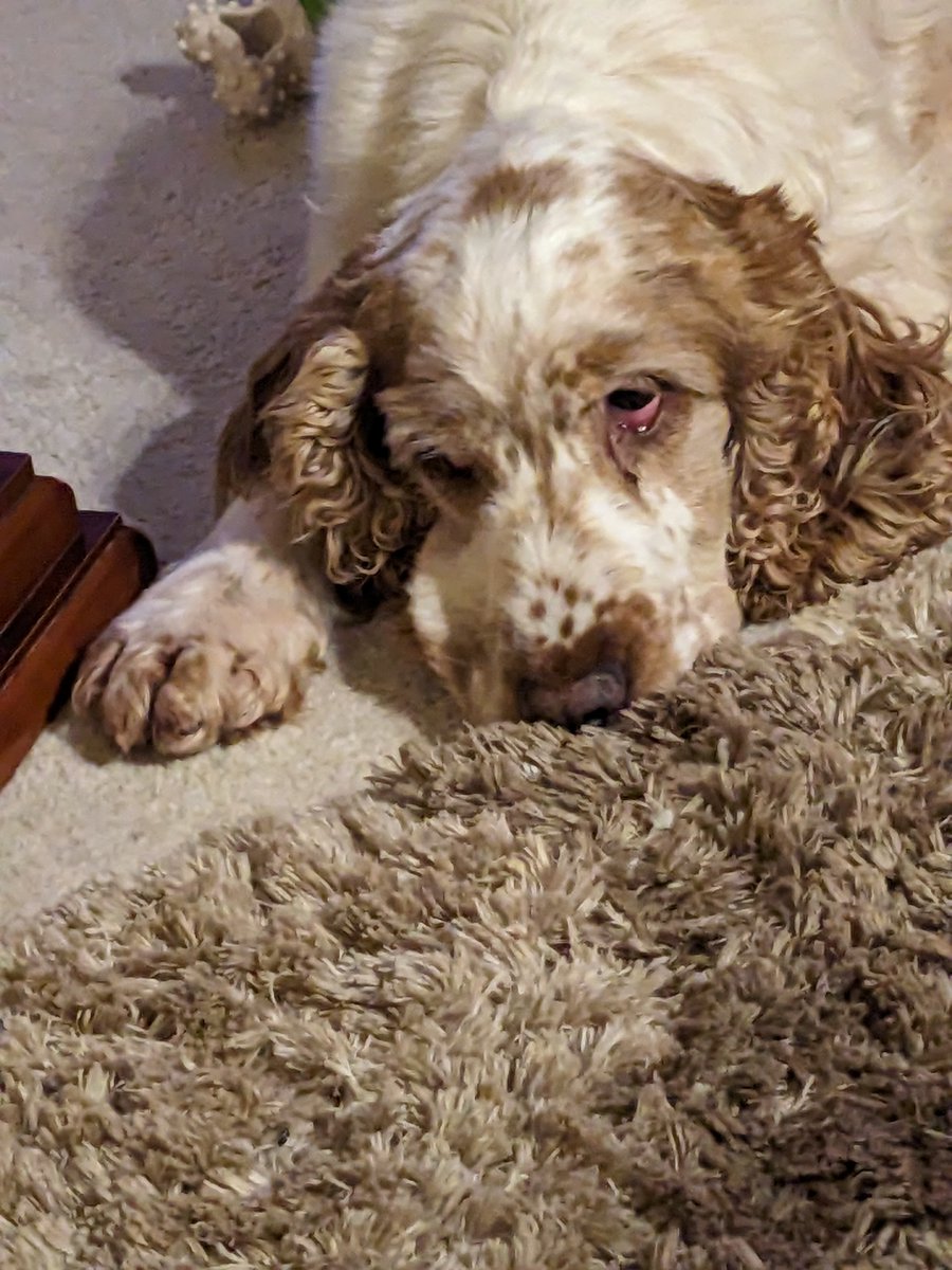 jancarter456's tweet photo. @Dogs4Rescue This is amazing 👍 well done so many little dogs need help l picked up my new ex breeder puppy farm 9 weeks ago she is doing so well all it needs is love and care and mostly that chance ❤️ https://t.co/tXJ5rv2DDN