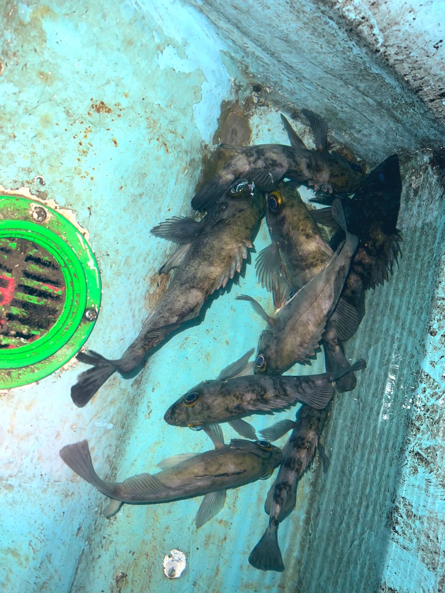 fishing_tii's tweet photo. 最近はこの子達が癒してくれます。
ばか寒いけどな！！

#釣り
#海釣り
#ルアーフィッシング
#ライトゲーム
#ジグ単
#プラッキング
#アジ
#メバル
#アジング
#メバリング
#ボートメバル
#DAIWA
#ハートランド
#ハートランド倶楽部
#冴掛レベルディレクション
#22Existlt2000sh https://t.co/uf7EkhZbpW