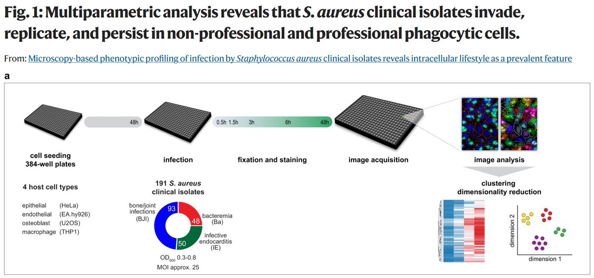 NatureComms's tweet photo. Microscopy-based phenotypic profiling of infection by Staphylococcus aureus reveals intracellular lifestyle as a prevalent feature of clinical isolates

@UnivdeCoimbra @cnc_uc @CIRI_Lyon @lopesrra
#Microbiology #Staph

https://t.co/aUZSW3Easc https://t.co/uFGzWfCHQJ