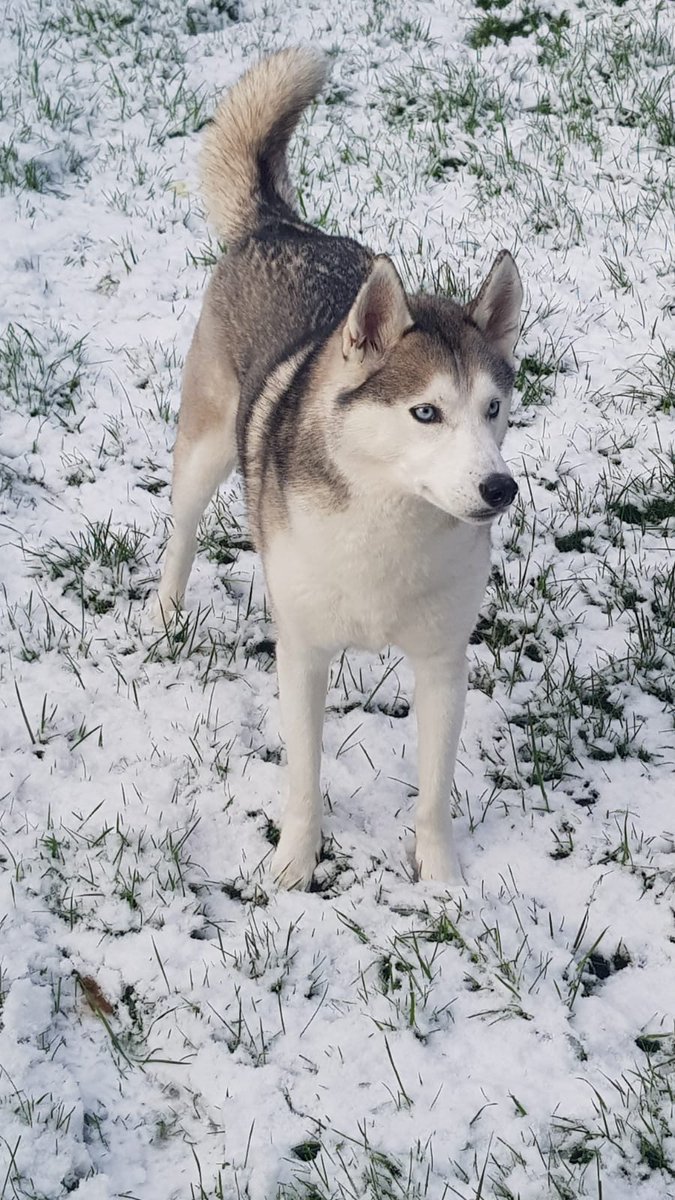 macbeth_13's tweet image. Snow day for the husky. He is extremely happy right now!