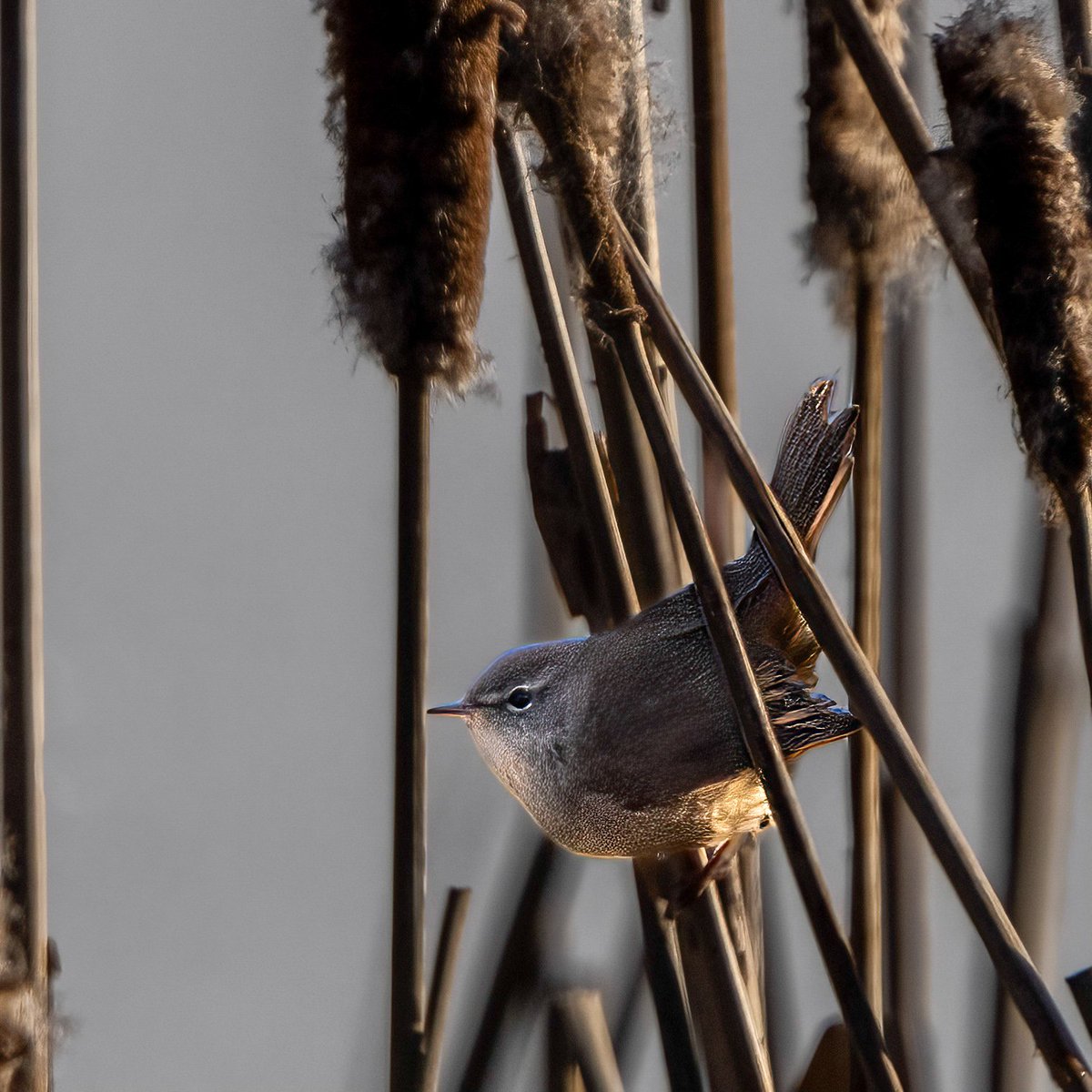 Cetti's Warbler 

#TwitterNatureCommunity
#birdtonic
#nature
#bbcwildlifepotd
#birds
#naturelovers
#naturephotography 
#cettiswarbler